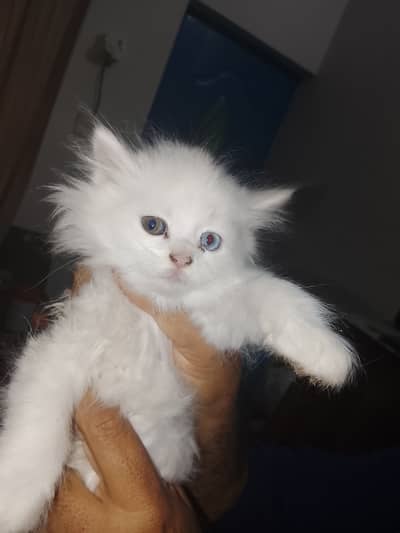 White Persian kittens for sale