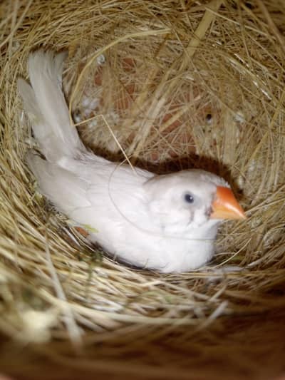 Zebra Finches pairs