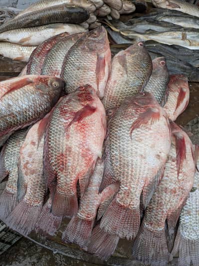 Official PTA Approved