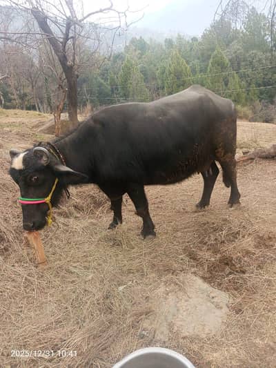 behns for sale 5 klo dood  2 mAh gabn