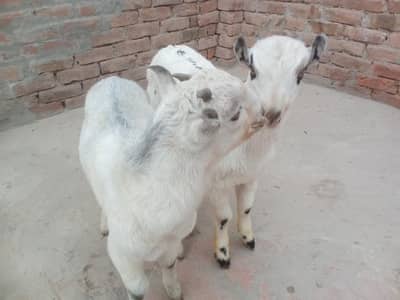 2 tadi male for sale context number 03265300290