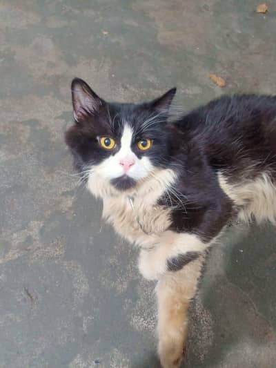 beautiful and active male cat for sale  phone number 03147670258