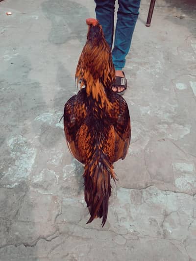 breeder old blood line Whatsapp number 03214506711