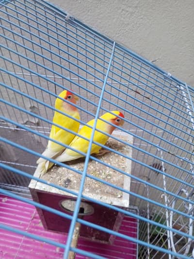 love bird pair red eye