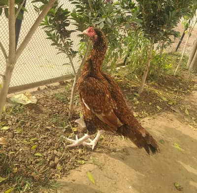 peeli aseel high quality