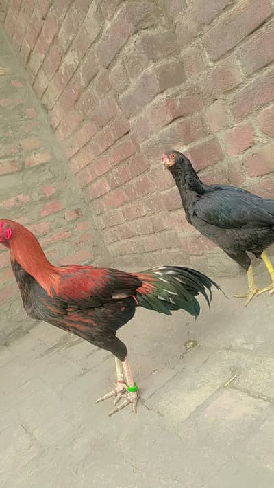 aseel mian wali breed fore sale