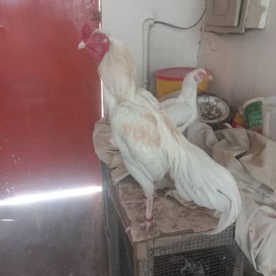 beautiful aseel heera  male