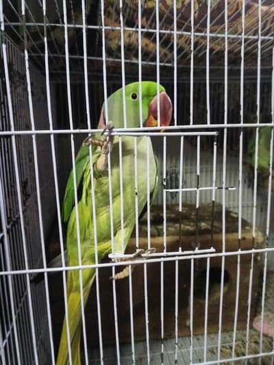 Raw Parrot,Fully Talking,Hand tame