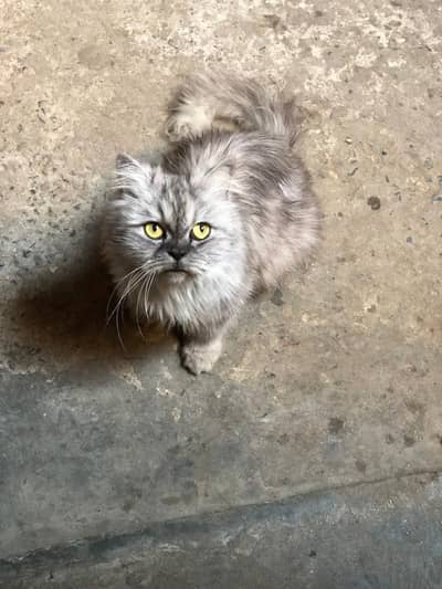 Persian cat