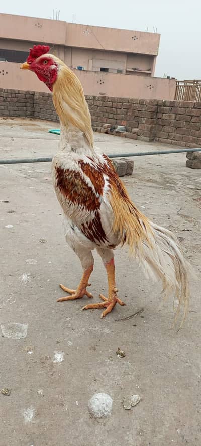 Mianwali Aseel for sale