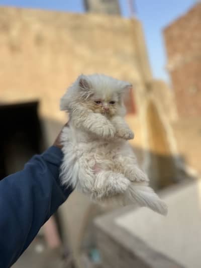 Persion kitten