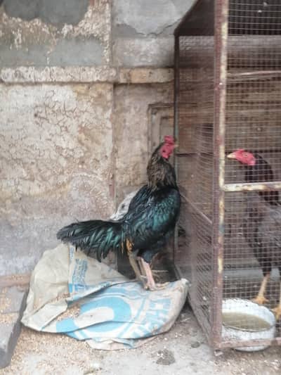 Aseel Murga Aseel pair