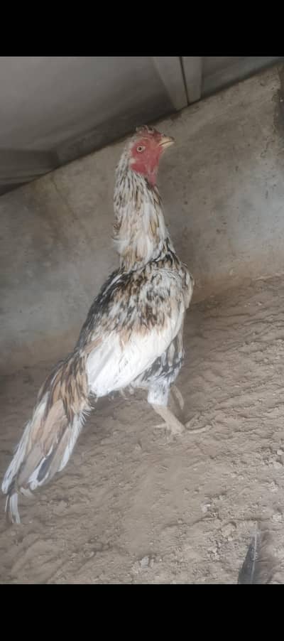 aseel setup for sale Rawalpindi 03239595385