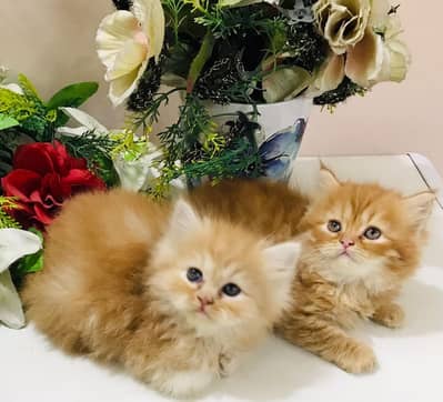 persian kittens furr balls