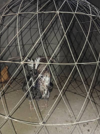 Desi murga available