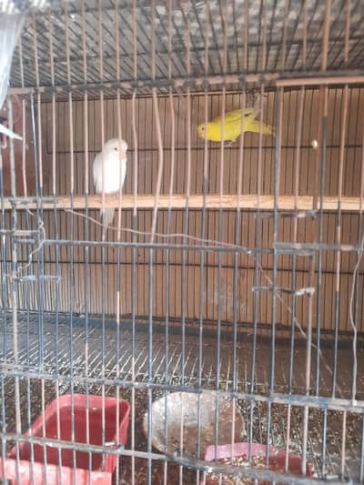 Red eyes australian breeder pair with