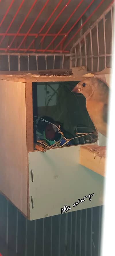 Common gouldian breeder pair with chickz