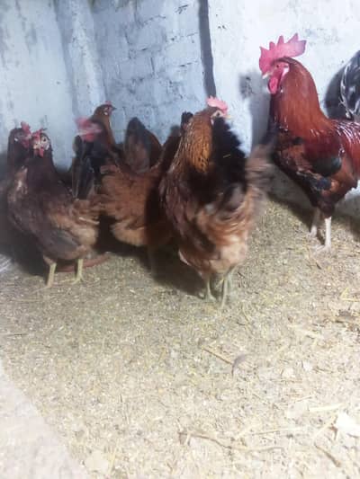 Golden Misri/ Desi Murghi Starter Eggs 1 Month