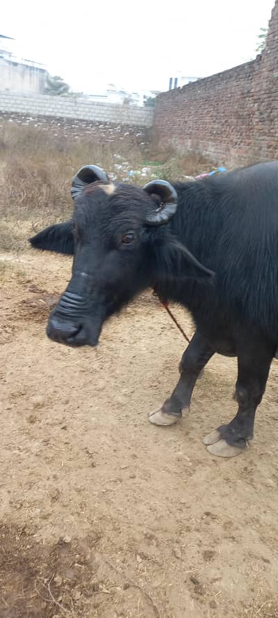 buffalo for sale pure neli ravi milk 16kg