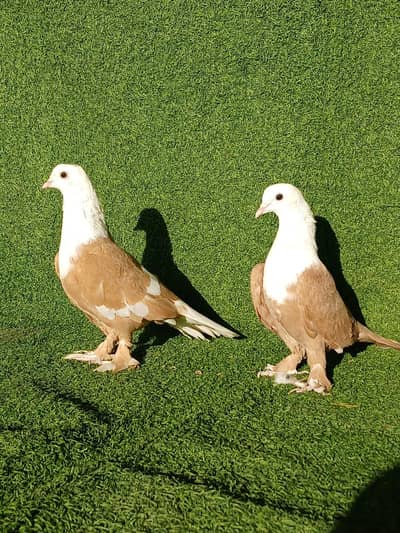 yellow karbalai gandedar pair