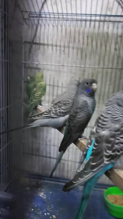 Gray Combo, Green Black face split combo 200%, Gray Balck Face Visual,