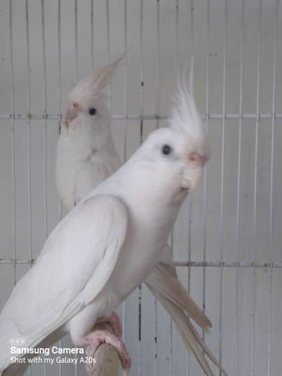 Enon cocktail red eye breeder pair