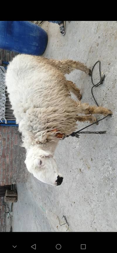 . . . . WhatsApp  kry  مندری بھیڑ   'غبن 2 ماہ'