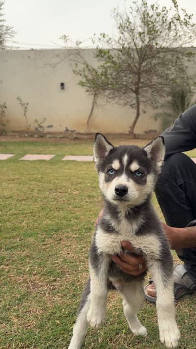 Siberian husky male pup