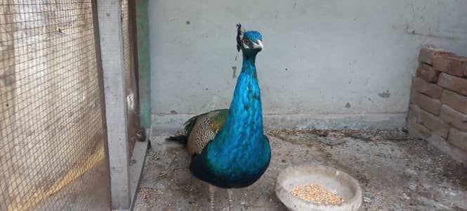 Male Peacock  4 years with complete multicolour feathers