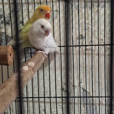 Love birds pair