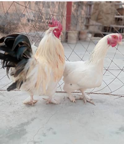 Fancy Chicken pair. Gray aseel pair.