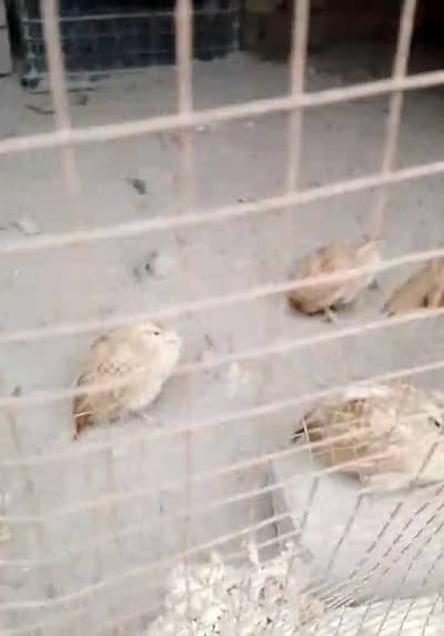 Irani | Dakhni | Black Bird for sale