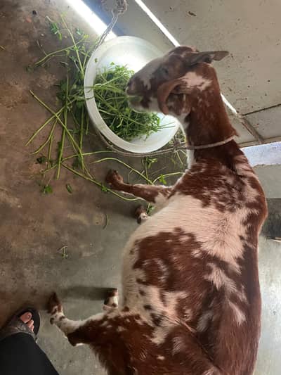 Barbari bakri with 2 babies