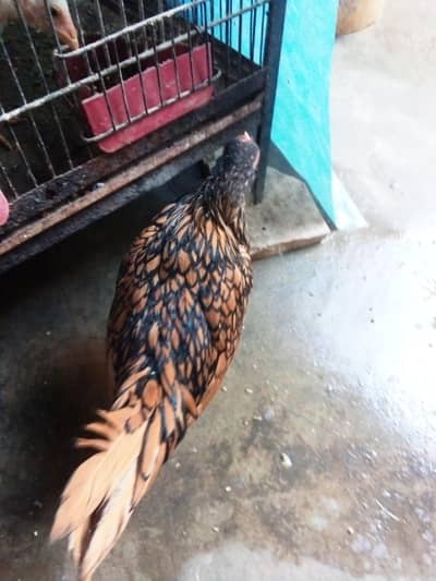 golden sebright male