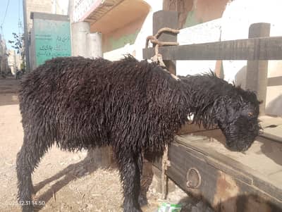 Black dhumba for sell
