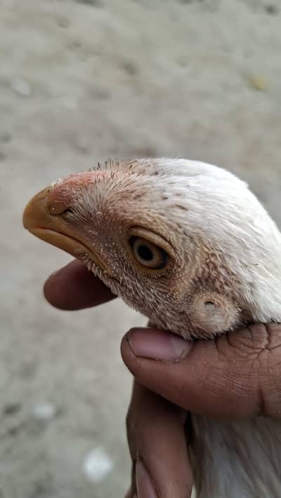 indian Parrot Beak asee l|Lnog Tail |Parrot Beak |exchange with male