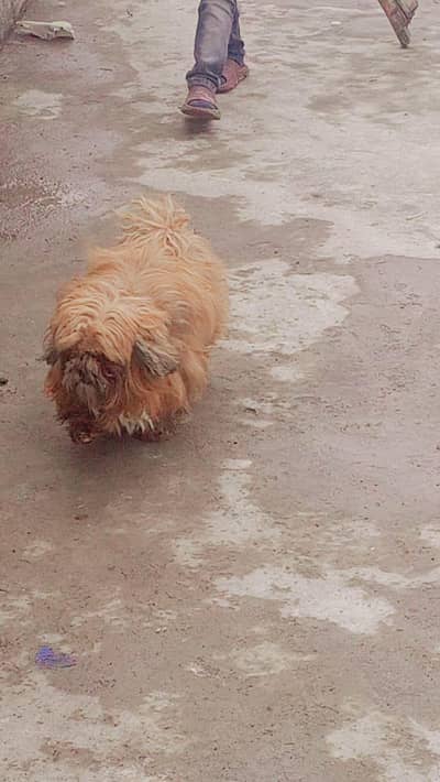 good family dogs poodle