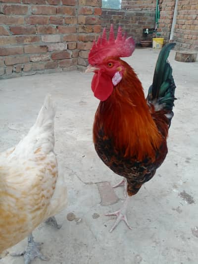 Golden misri hens for sale