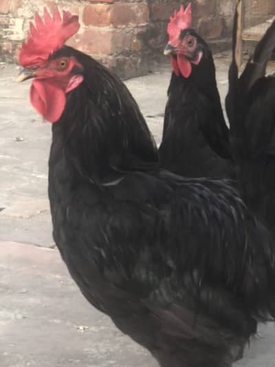 Lohman black hens
