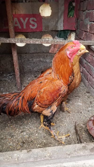 chicks black Austrolop and Adeel  murga