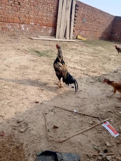 high quality Aseel patha