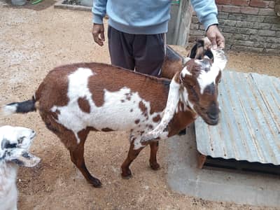 Nagra Goat||Pure nagra beetle||Desi bakri||high qualityl breeder goat