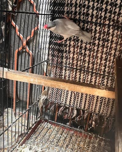 active and healthy Silver java male