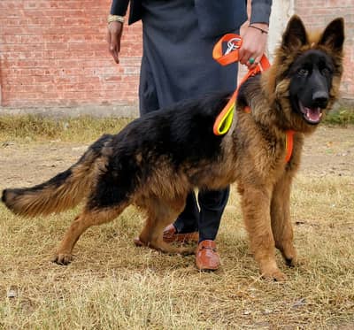 top show quality black mask gsd proper long coat male pappy for sale
