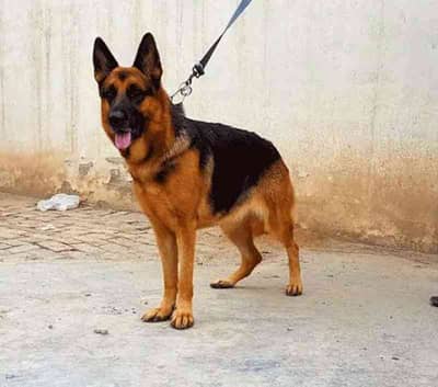 German Shepherd Selling 0/3/3/7/2/0/9/0/7/3/0