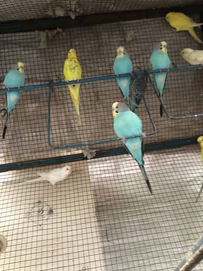 Australian Parrots for sale
