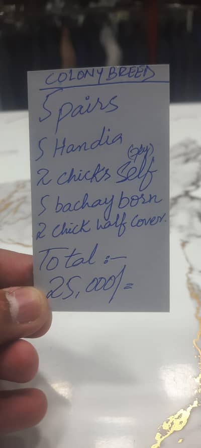 Lutino Breeder Pairs.