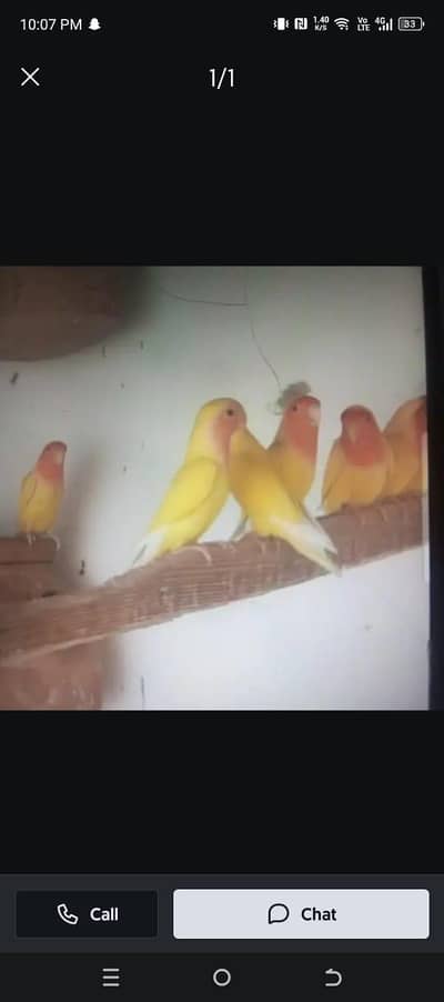 Lutino Breeder Pairs with chicks