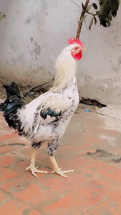 I am selling my pure daisi raoster