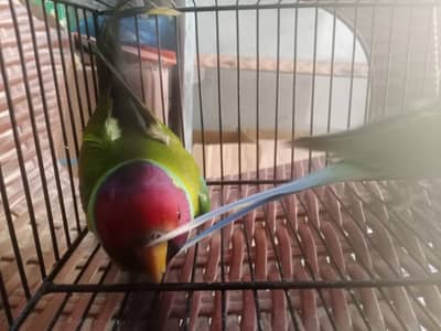 plumhead parrot and big cage